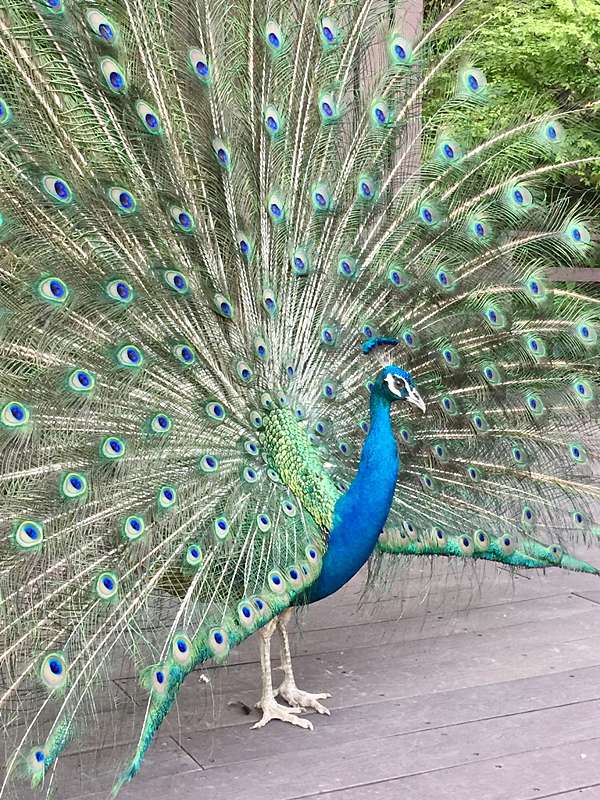 動物篇 孔雀 17 07 13 碧兒的足跡 痞客邦