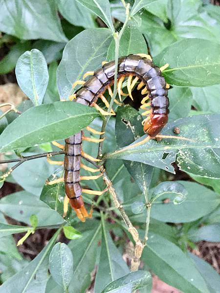 我所觀察的蟲蟲世界 碧兒的足跡 痞客邦 我所觀察的蟲蟲世界 碧兒的足跡 痞客邦
