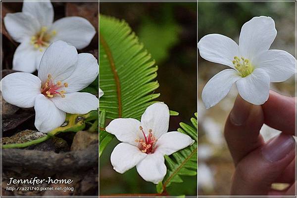 桐花整合