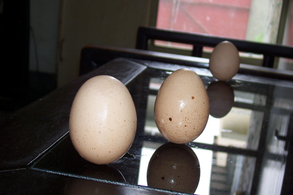 100_3608.JPG 100_3608.JPG