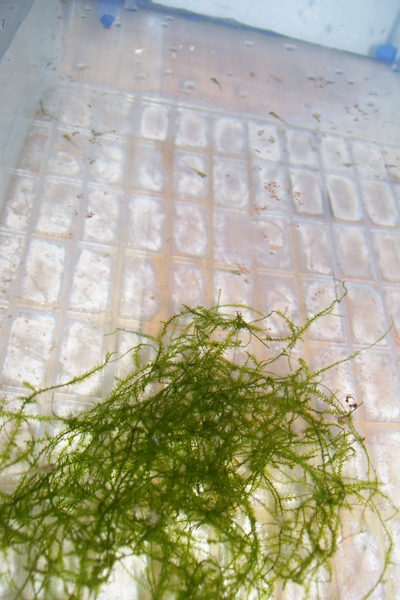 2009-6-20 藍色電光生小魚4.JPG 2009-6-20 藍色電光生小魚4.JPG