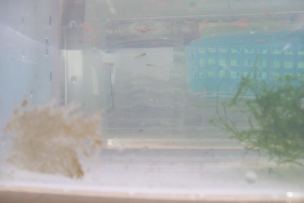 2009-6-20 藍色電光生小魚5.JPG 2009-6-20 藍色電光生小魚5.JPG