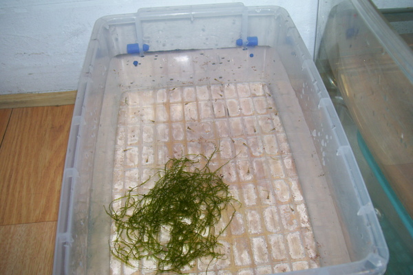 2009-6-20 藍色電光生小魚6.JPG 2009-6-20 藍色電光生小魚6.JPG
