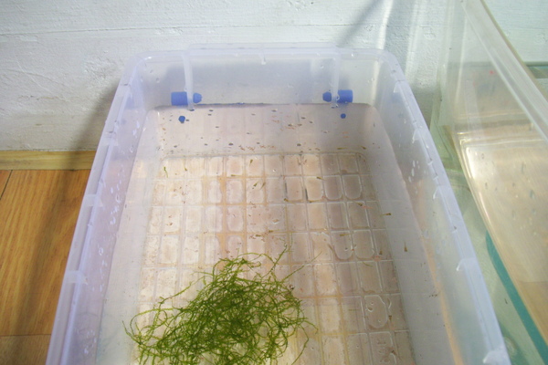 2009-6-20 藍色電光生小魚7.JPG 2009-6-20 藍色電光生小魚7.JPG