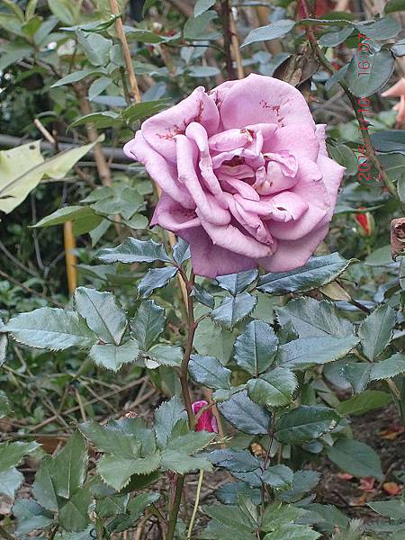 植物園.西門町 025