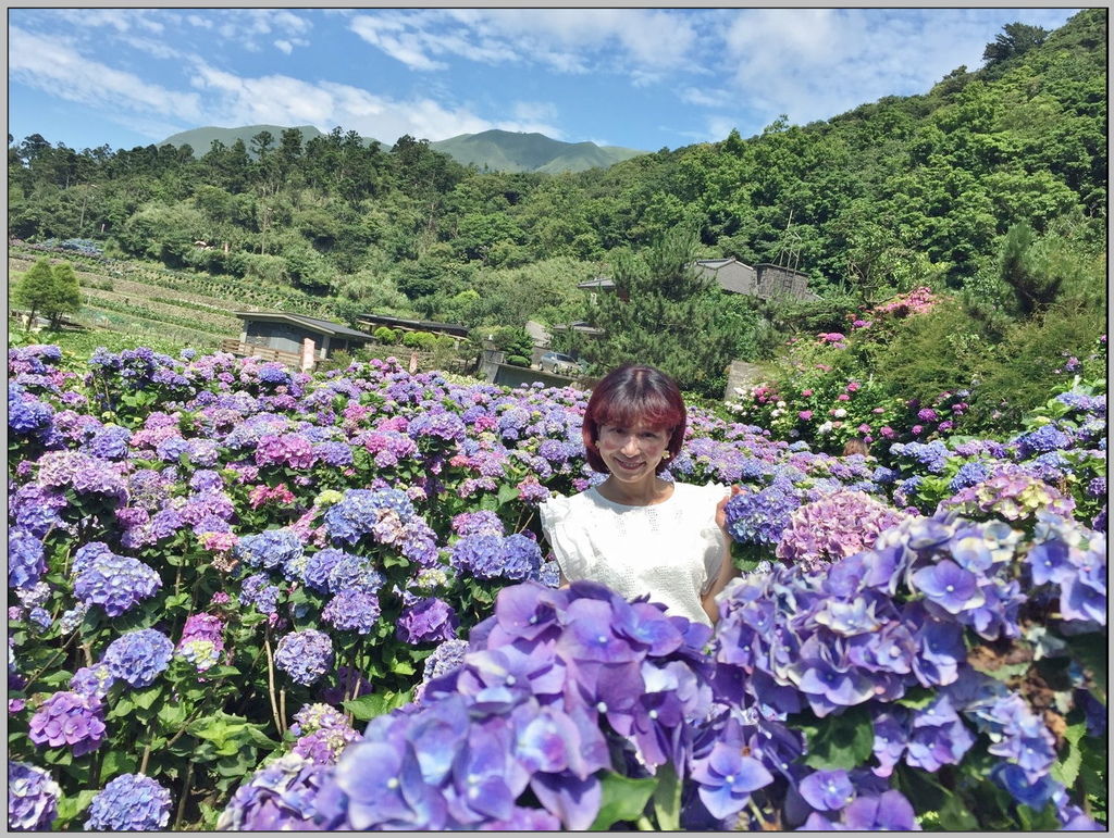 20190531大賞園繡球花_190602_0334