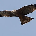 200px-Milvus_migrans_front(ThKraft).jpg