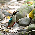 800px-Fairy_Pitta_3952.jpg