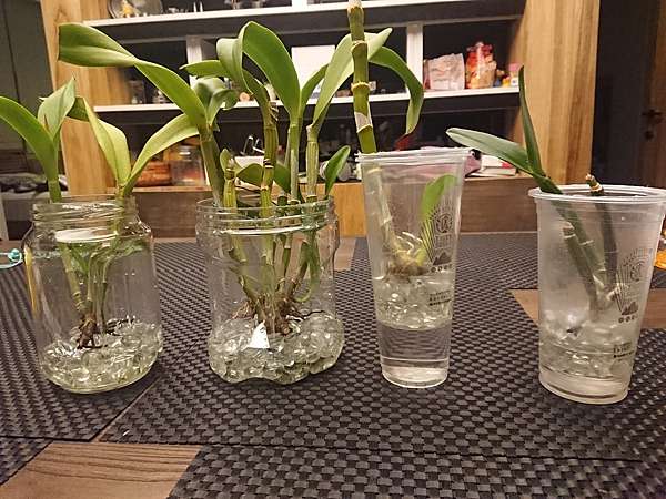 漢堡 花花草草 蘭花水培 水耕 半水培 半水耕 漢堡 柴犬hachi 痞客邦
