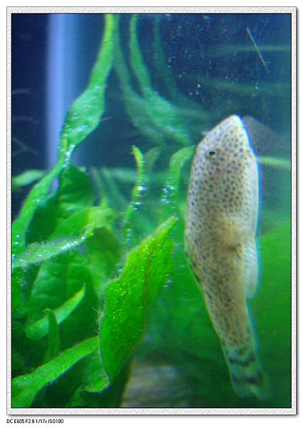 IMG_3678.JPG IMG_3678.JPG