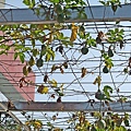 DSCF8993.JPG