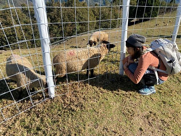 LINE_ALBUM_合歡山_221225_148.jpg LINE_ALBUM_合歡山_221225_148.jpg