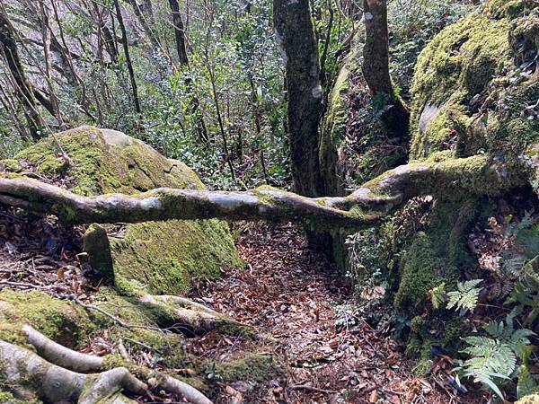 LINE_ALBUM_北得拉曼內🐦嘴_230105_62 - 複製.jpg LINE_ALBUM_北得拉曼內🐦嘴_230105_62 - 複製.jpg