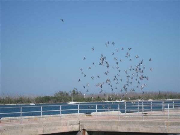 Curry Hammock State Park