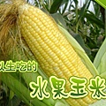 玉米5