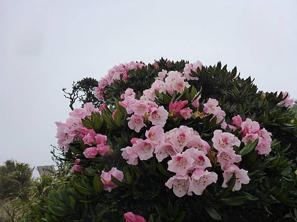 P1050036_調整大小.JPG P1050036_調整大小.JPG