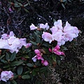 DSC00018_調整大小.JPG