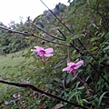 DSC02357_調整大小.JPG