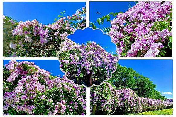 【新北市泰山】2021年11月日楓樹河濱公園蒜香藤/稻草裝置