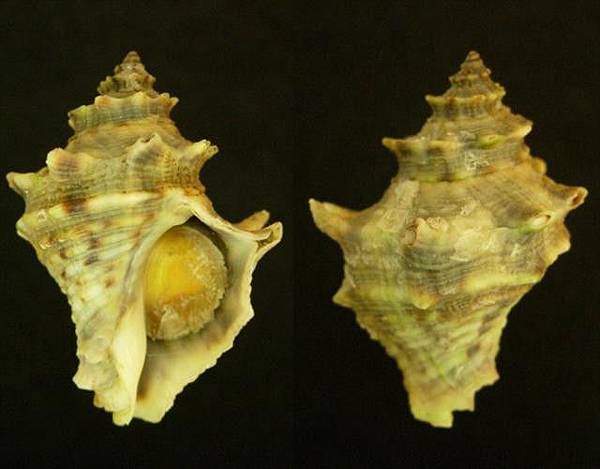 馬來西亞岩螺(一) 