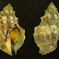 爪哇岩螺 