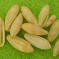 菲律賓穀米螺 