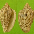 Adanson's Marginella 穀米螺 