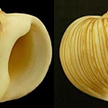 洋蔥榧螺   Onion Shell 