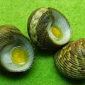 澳洲草蓆鐘螺 