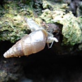 台灣煙管蝸牛 (幼貝) 