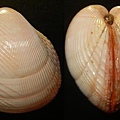 斜紋鳥尾蛤 