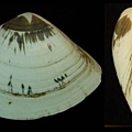 花角簾蛤 