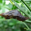 ( 8 )  黑鳳蝶幼蟲