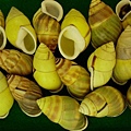 越南樹蝸牛 