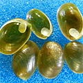 綠珠螺 