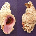 梨形珊瑚螺 