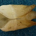 細紋鷗蛤 