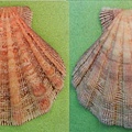 獅爪海扇蛤
