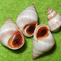 草莓玉黍螺 