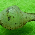 相模灣杓蛤