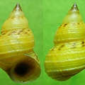 多彩玉黍螺