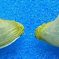 台灣波浪蛤 