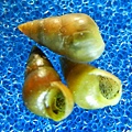 林氏山椒螺 