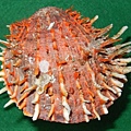 山羊海菊蛤 