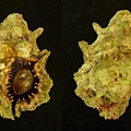 黑口蛙螺 