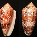 虎斑芋螺