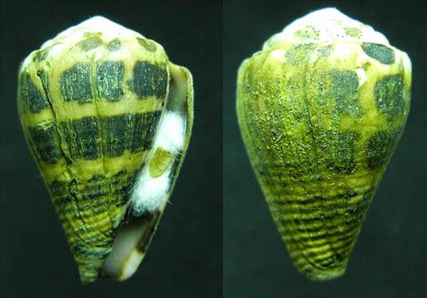 斑芋螺 