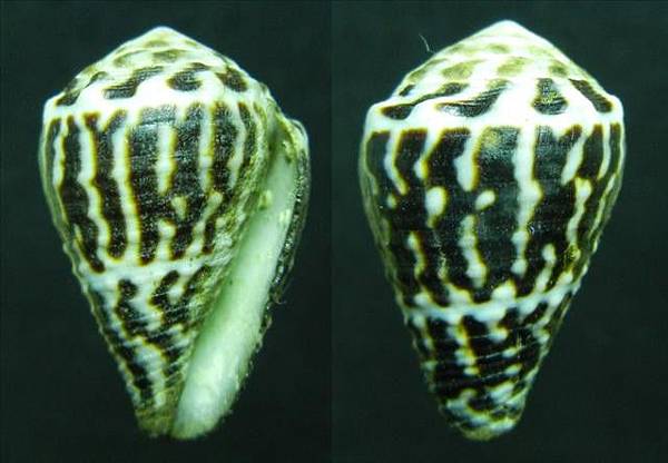 小斑芋螺 