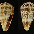 庫尼奧芋螺    403-4