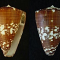 亞特阿布芋螺    394-14